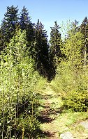 Nordweg am Kornberg