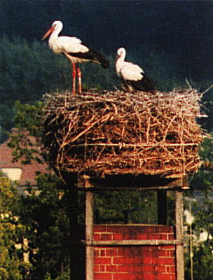 Pic 11: "Our" storks