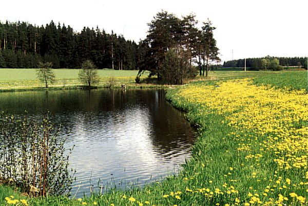 Pic 16: Pond Near Marktleuthen