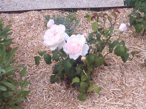 weiße Rose im Orient.Garten