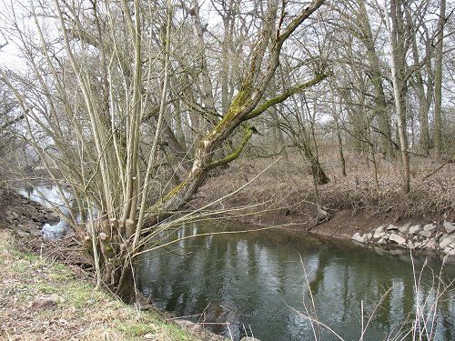 Mainzusammenfluss