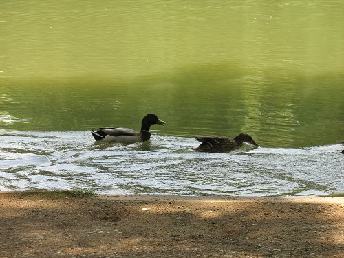 Park Schönbusch