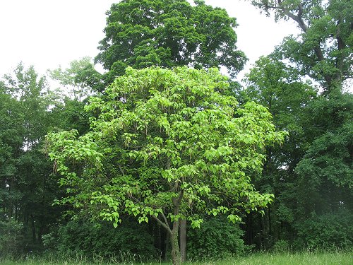 Park Schönbusch