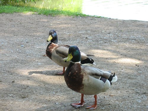 Park Schönbusch