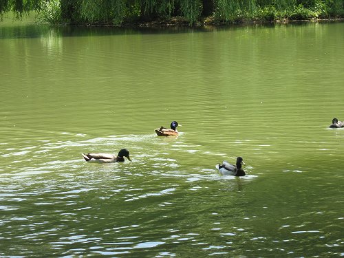 Park Schönbusch