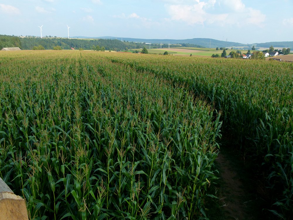 Labyrinth im Maisfeld