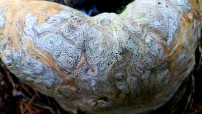 Vermutlich Rotrandigen Baumschwamm (Fomitopsis pinicola)
