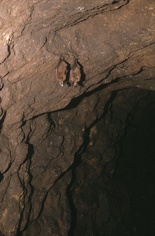 Fledermäuse beim Winterschlaf