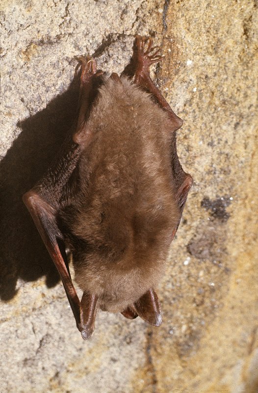 Fledermaus beim Winterschlaf