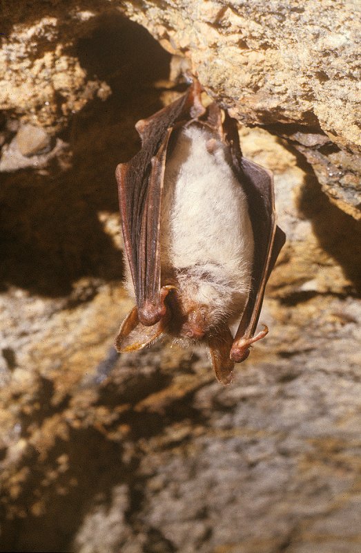 Fledermaus beim Winterschlaf