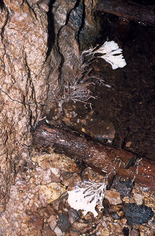 Schimmelpilz oder Flechten auf dem Grubenwasser