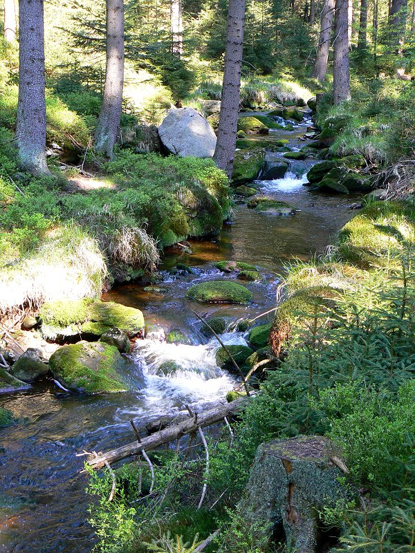 Der Weiße Main bei Bischofsgrün