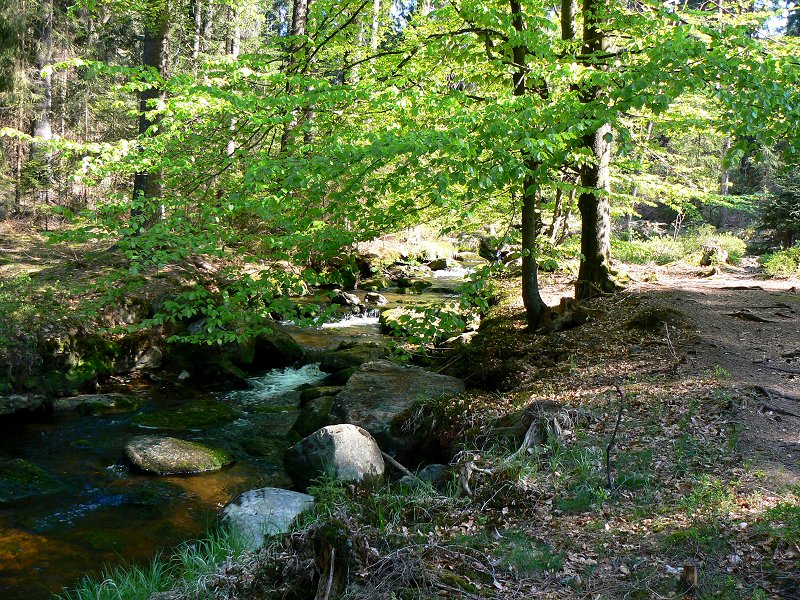 Wanderweg zwischen Bischofsgrün und Karches am Weißen Main