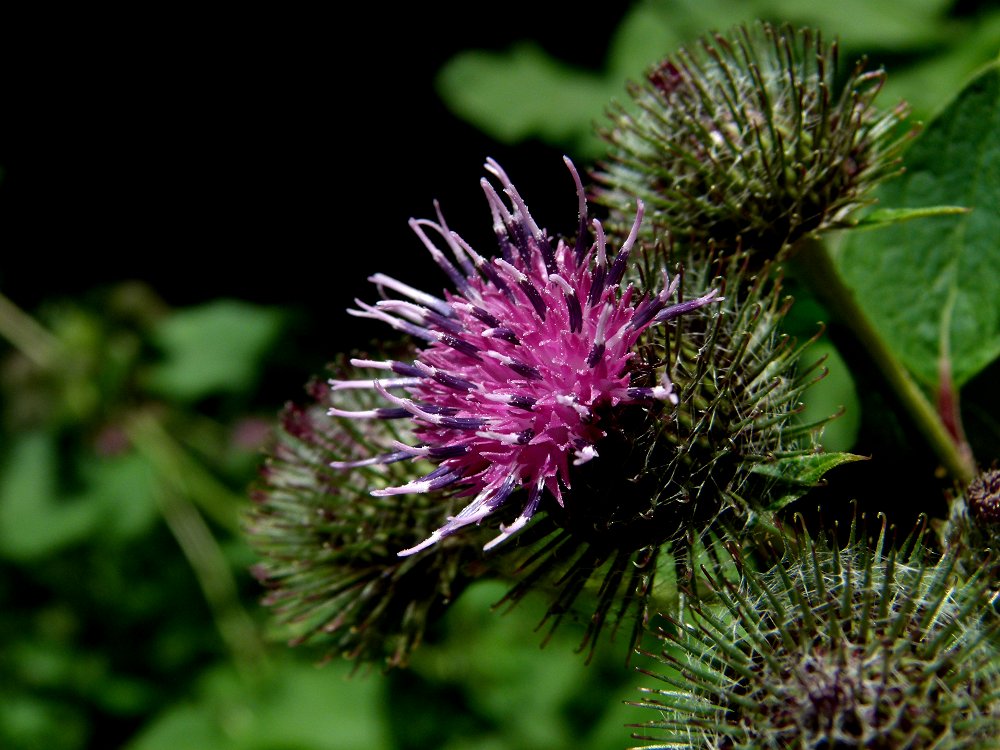 Die Große Klette, Arctium lappa, im Egertal