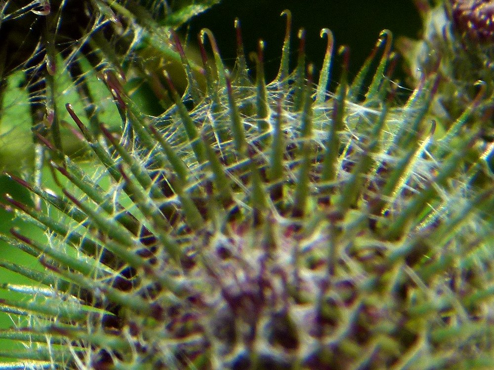 Die Große Klette, Arctium lappa