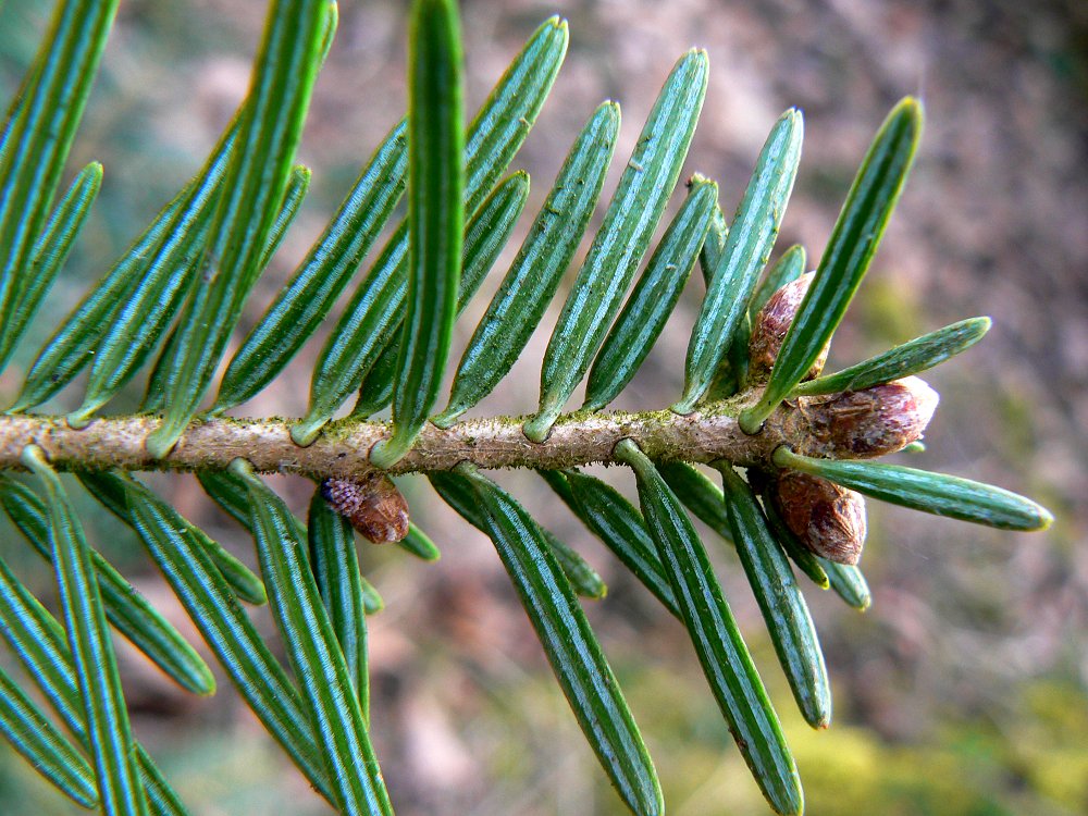 Autochthone Weißtannen (Abies alba) im Egertal