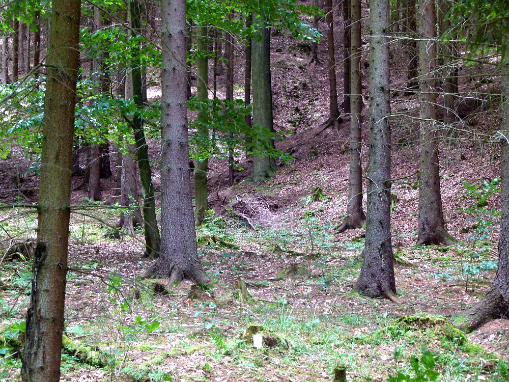 Zinngräben auf Zinnseifen im Egertal