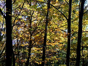 Buchenwälder - Im Fichtelgebirge eher selten anzutreffen