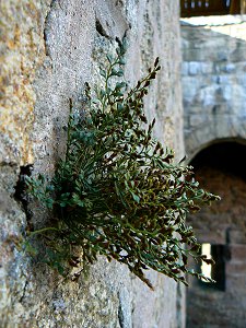 Pflanze an der Burgwand