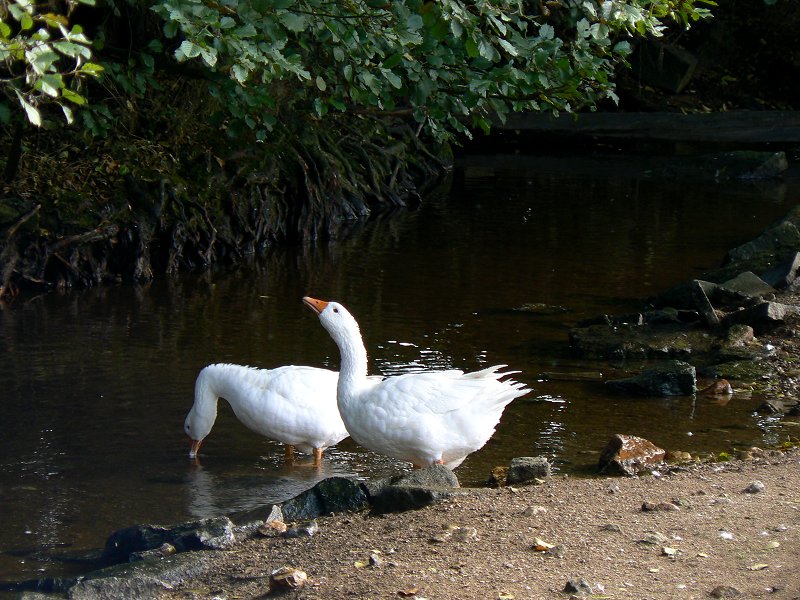 Gänse an der Lamitz in Schnepfenmühle (Wustung)