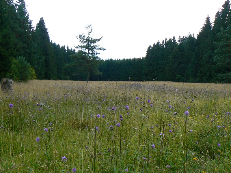 Naturschutzgebiet Hirschloh zwischen Niederlamitz und Großwendern (Marktleuthen)