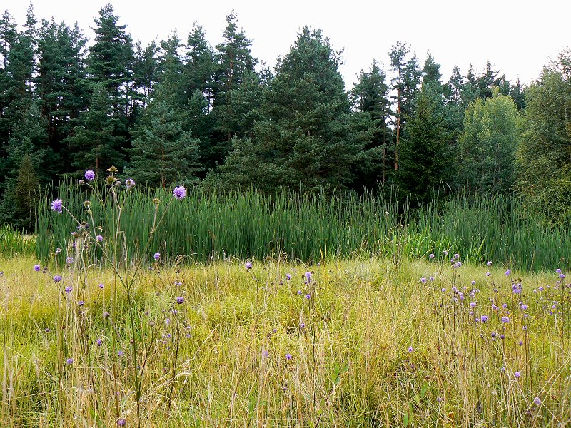 Naturschutzgebiet Hirschloh zwischen Niederlamitz und Großwendern (Marktleuthen)