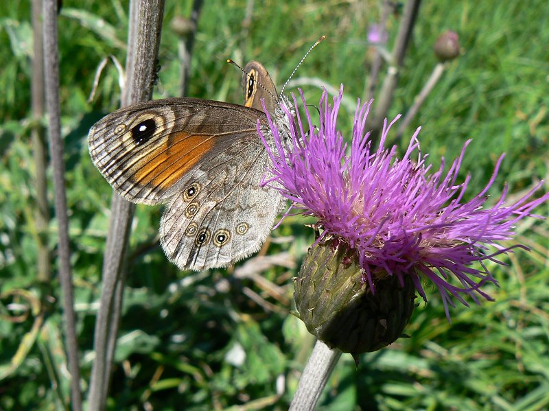 Schmetterling auf Distelblüte: Braunauge (Lasiommata maera, Männchen)