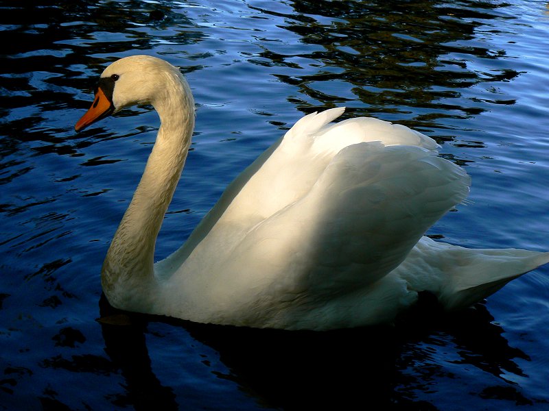 Kirchenlamitz - Schwan auf dem Stadtteich