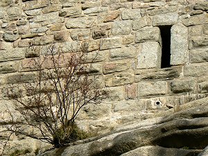 Strauch an Steinwand