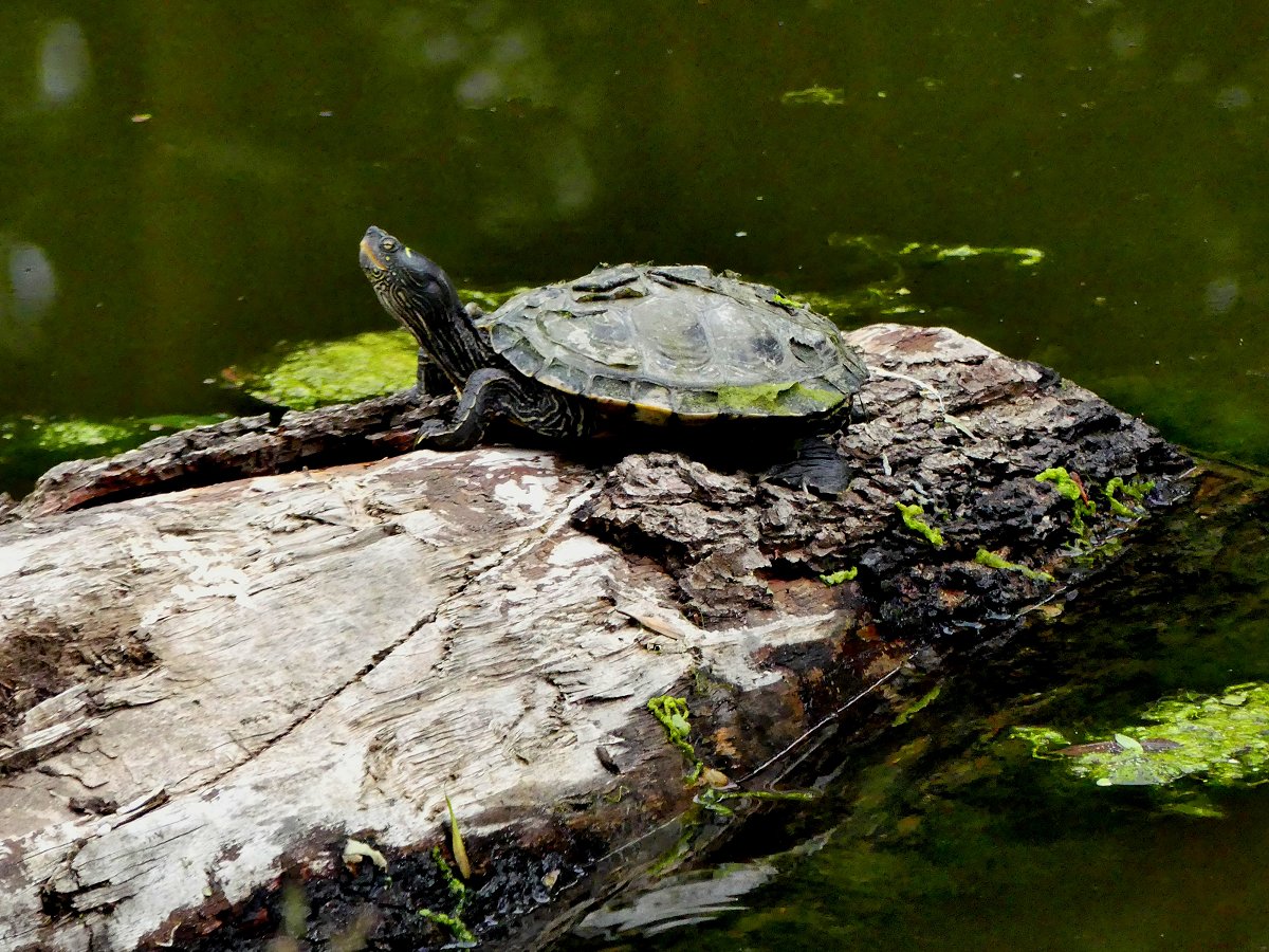 Schmuckschildkröten im Main