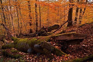 Vermoderndes Holz, ein Paradies für Schleimpilze