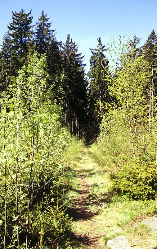 Nordweg zwischen Kornberg und Niederlamitz