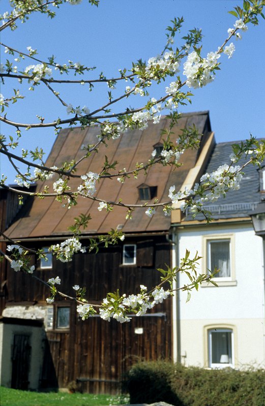 Kirschblüte in der Neudeser Gasse in Marktleuthen