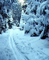 Skiing Path