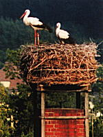 "Our" Storks