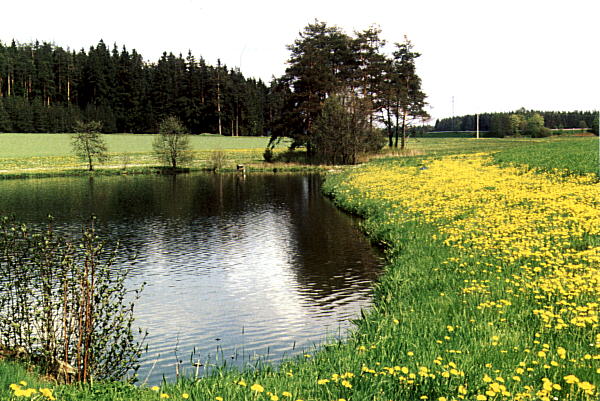 Frühling an einem Weiher bei Marktleuthen