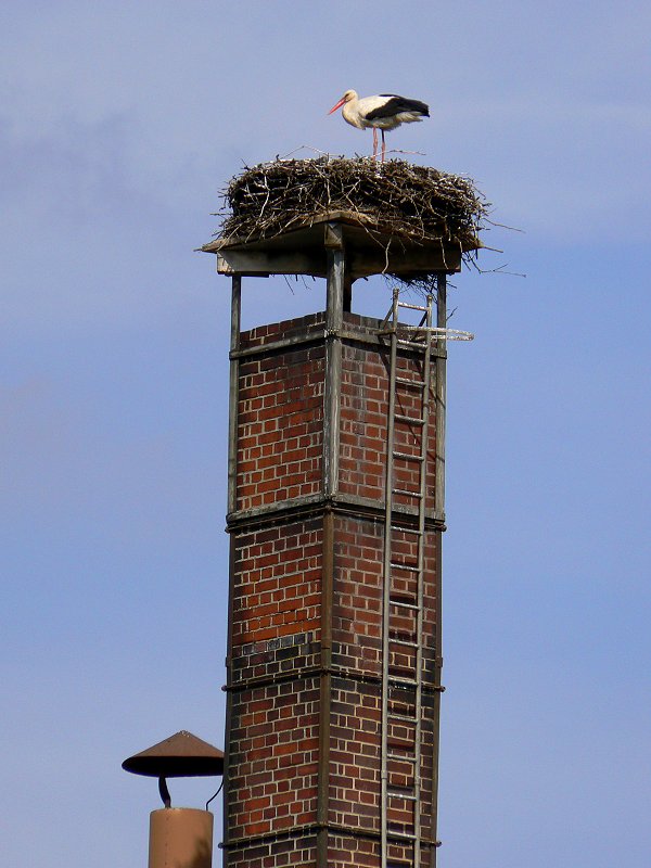 Weißstorch auf dem alten Brauereischlot in Marktleuthen