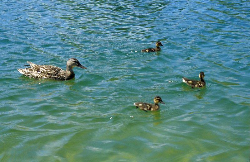 Grenzenlose Landesgartenschau - Enten auf dem Auensee