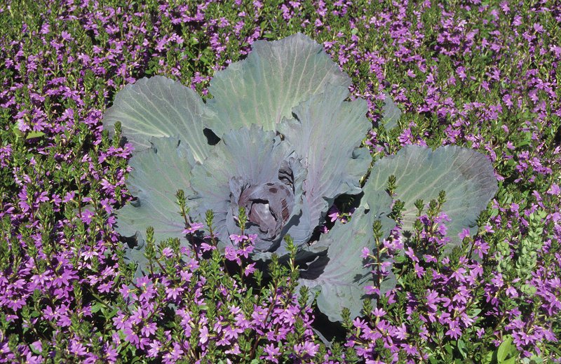 Nahrungsmittel dekorativ - Blaukraut (Rotkohl)