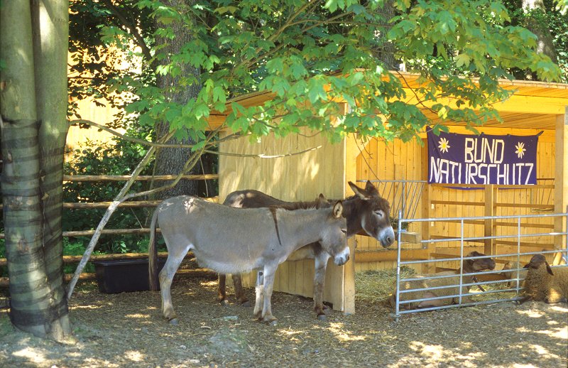 Bund Naturschutz - Alte Haustier-Rassen: Esel