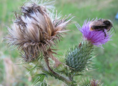 Hummel in Distel in Erwins Wäldchen