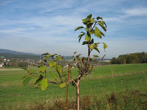 mein Kirschbaum in Erwins Wäldchen, in diese Astgabel wllte ich mich setzen, wenn er groß ist, und den Blick auf Marktleuthen genießen - Stille und Natur pur