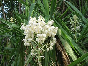 Yucca