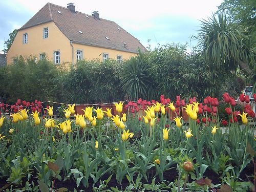 Blumenprcht am Dörflaser Platz