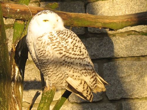 Schneeeule im Zoo von Hof an der Saale