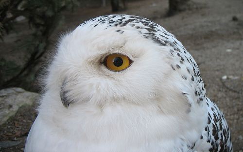 Schneeeule im Zoo von Hof