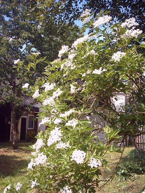 Holunderblüten