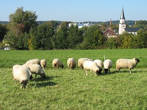 Schafherde vor Kirchenlamitz