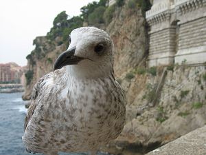 junge Möwe in Monaco