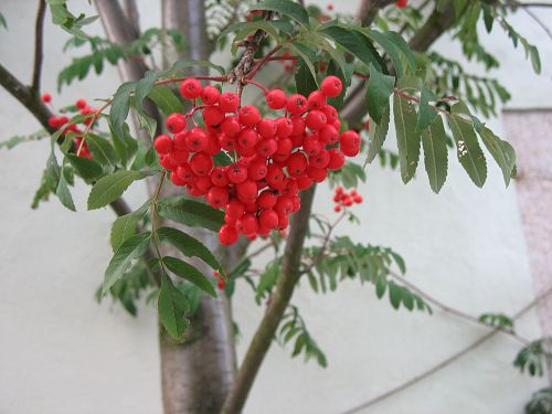 Vogelbeeren